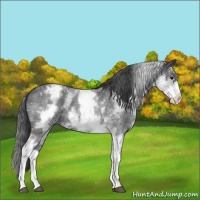 Horse Color:White Spotted Blue Roan Appaloosa 
