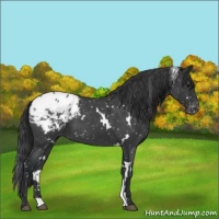 Horse Color:White Spotted Blue Roan Blanket 