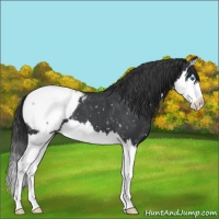 Horse Color:Blue Roan Splash Snowcap 