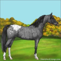Horse Color:Blue Roan Appaloosa 