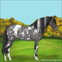 Horse Color:White Spotted Blue Roan Appaloosa 