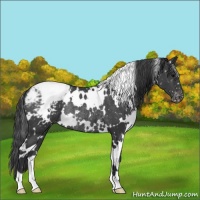 Horse Color:White Spotted Black Snowflake VarnishRabicano 
