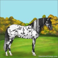 Horse Color:White Spotted Blue Roan Appaloosa 