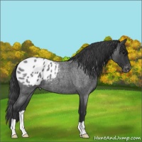 Horse Color:Blue Roan Appaloosa 