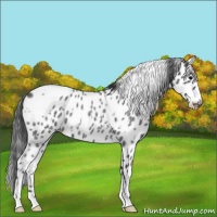 Horse Color:White Spotted Blue Roan Appaloosa 