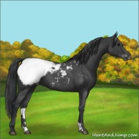 Horse Color:Blue Roan Snowcap 