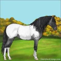 Horse Color:Blue Roan Near Fewspot 