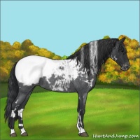 Horse Color:White Spotted Blue Roan Appaloosa 