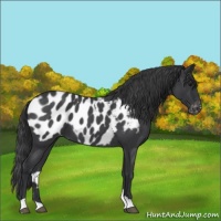 Horse Color:Blue Roan Appaloosa