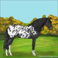 Horse Color:Blue Roan Appaloosa 