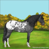 Horse Color:Blue Roan Appaloosa 