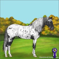 Horse Color:White Spotted Black Blanket 