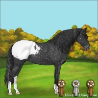 Horse Color:Blue Roan Snowcap 