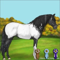 Horse Color:Blue Roan Appaloosa
