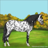Horse Color:Blue Roan Leopard