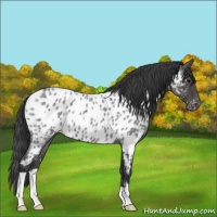 Horse Color:Blue Roan Appaloosa
