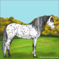 Horse Color:Blue Roan Appaloosa