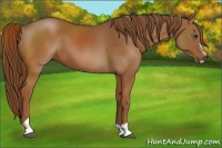 Horse Color:Chestnut Sabino 