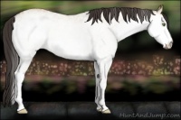 Horse Color:White Spotted Amber Champagne Dun 