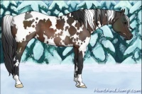 Horse Color:White Spotted Brown 