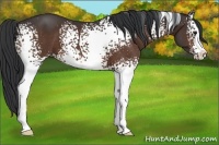 Horse Color:White Spotted Brown Sabino 