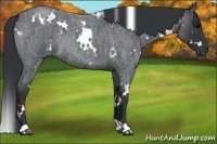 Horse Color:White Spotted Blue Roan Rabicano
