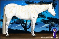 Horse Color:Buckskin Onyx Appaloosa