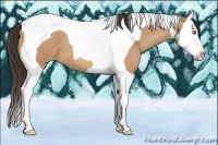 Horse Color:Amber Champagne Splash Tobiano 