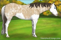 Horse Color:Buckskin Ice Roan Splash