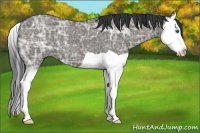 Horse Color:Grullo Ice Splash