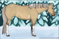 Horse Color:Silver Bay Dun Tobiano 