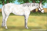 Horse Color:Cremello Appaloosa 