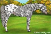 Horse Color:Liver Chestnut Mushroom Leopard  and Liver Chestnut Mushroom Blanket 
