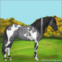 Horse Color:Blue Roan Tobiano
