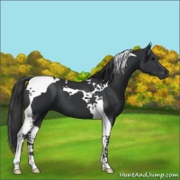 Horse Color:Black Tobiano 