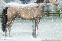 Horse Color:Bay Ice Dun 