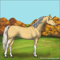 Horse Color:Silver Buckskin Dun Tobiano