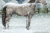 Horse Color:Smoky Grullo Ice 
