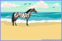 Horse Color:Brown Dun Appaloosa 