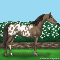 Horse Color:Liver Red Dun Appaloosa Rabicano