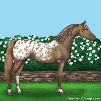 Horse Color:Liver Red Dun Appaloosa Rabicano