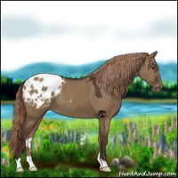 Horse Color:Liver Red Dun Appaloosa
