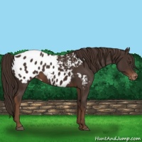 Horse Color:Liver Chestnut Appaloosa 