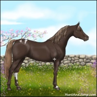 Horse Color:Liver Chestnut Varnish 