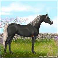 Horse Color:Liver Chestnut Mushroom 