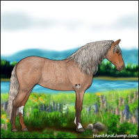 Horse Color:Silver Bay Roan Rabicano 