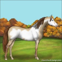 Horse Color:Red Dun Frame