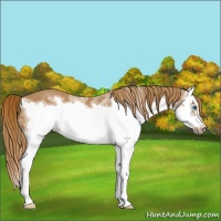 Horse Color:Chestnut Splash Frame 