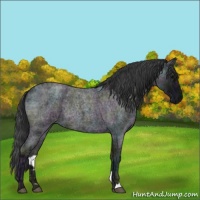 Horse Color:Midnight Blue Ice Roan Rabicano