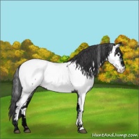 Horse Color:Midnight Blue Roan Near Fewspot Rabicano 